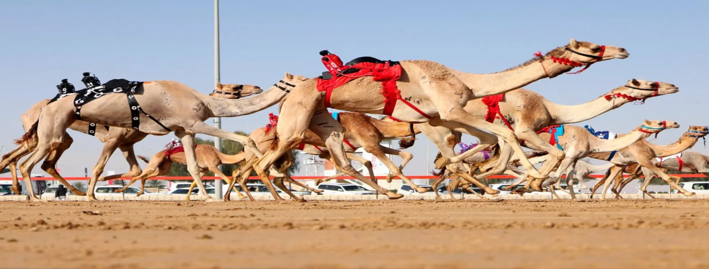 Image for Camel Racing